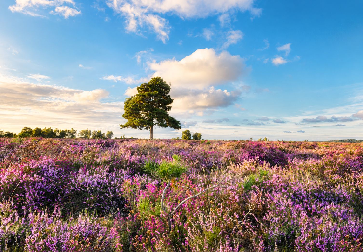 The New Forest